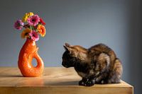 Cat with flower vase looks away
