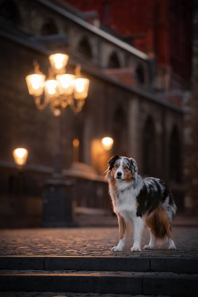 Hond, Australian Shepherd, Maastricht van Traveling dogs