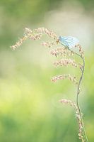 Petit blanc veiné, un beau papillon de printemps
