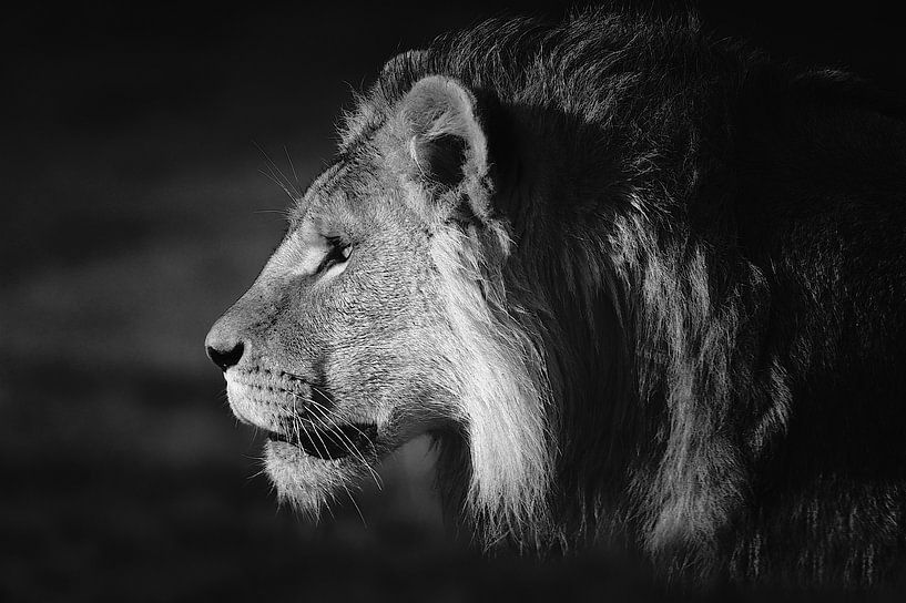 Leeuw par Eveline Lenderink