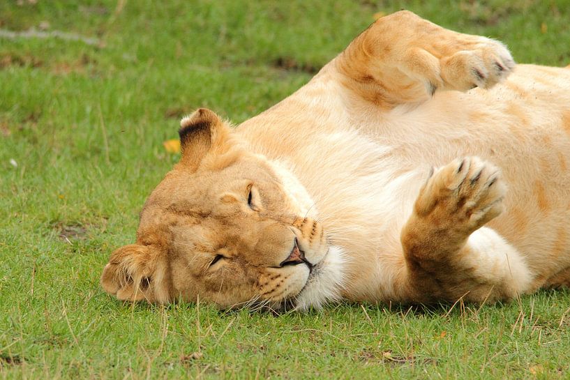Leeuwin geniet van de zon par Arnold van der Horst