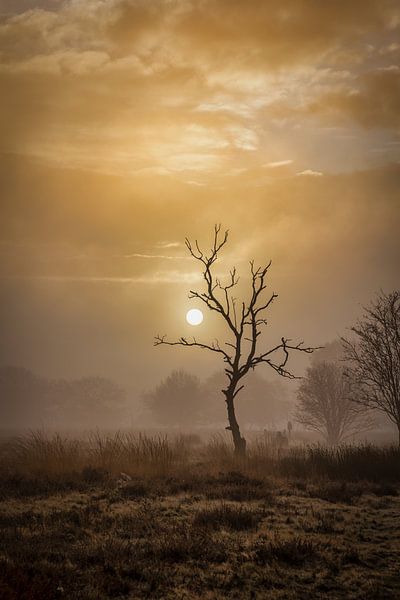 Mysterious by Anneke Hooijer