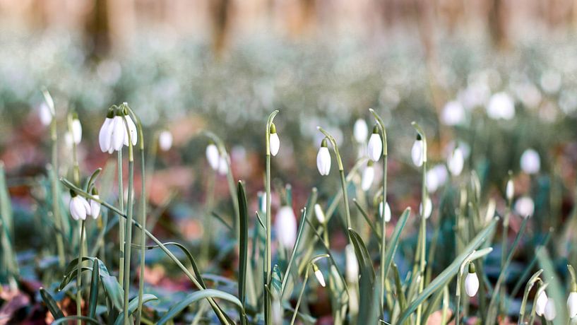 Snowdrops by WILBERT HEIJKOOP photography