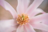 The heart of the star magnolia