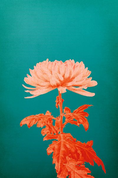 Chrysanthème par vanMuis