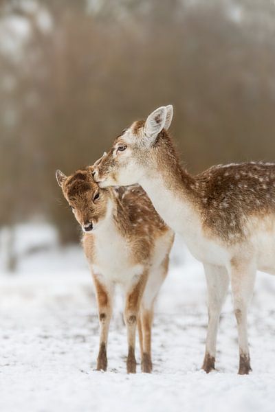 Mère cerf avec ses petits dans la neige par Maria-Maaike Dijkstra