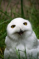 White snowy owl in sight