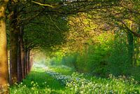 The last evening light in the forest