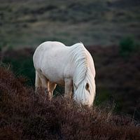 A Wild Icelandic Horse Grazes Among the Heather in Veluwezoom