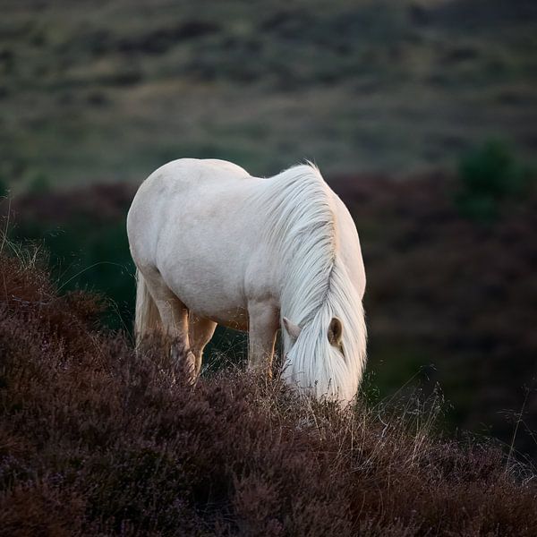 A Wild Icelandic Horse Grazes Among the Heather in Veluwezoom by Dushyant Mehta