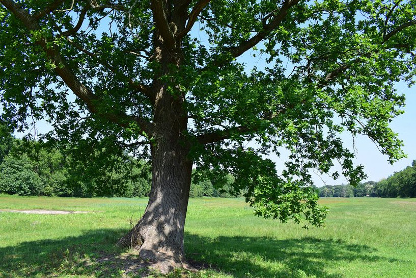 Arbre naturel par Danielle Folkersma
