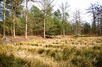 Natuurlijk Groen Lijnenspel