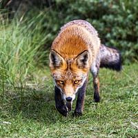 Fox in the Amsterdam Water Supply Dunes