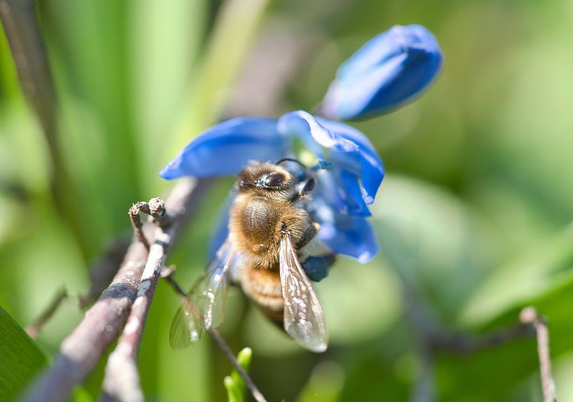 Biene auf einer Blüte beim Nektar sammeln von Martin Köbsch