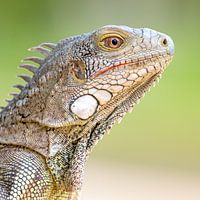 Green Iguana