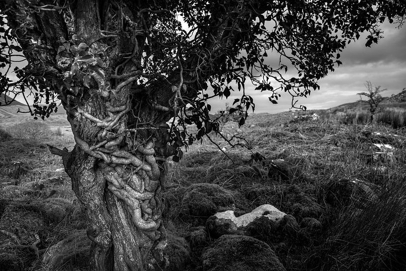 Märchenbaum in Irland in Schwarz und Weiß von Bo Scheeringa Photography