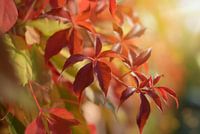 Virginia creeper