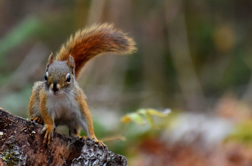 Ein rotes Eichhörnchen in der Falle von Claude Laprise