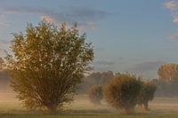 Foggy morning Opwierde Appingedam 4