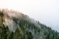 Soleil dans le brouillard entre les arbres