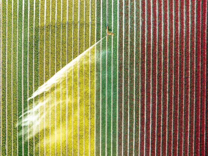 Tulpen auf einem mit einem landwirtschaftlichen Sprinkler besprühten Feld von Sjoerd van der Wal Fotografie