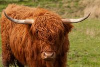 Scottish highlander