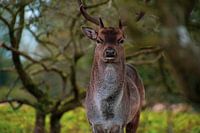 Das schöne Reh, das immer wieder posierte.