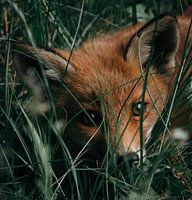 Bébé renard dans l'herbe