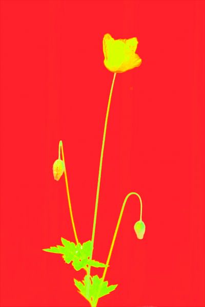 coquelicot de couleur primaire. par Pieter van Roijen