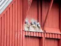 Véritablement scandinave