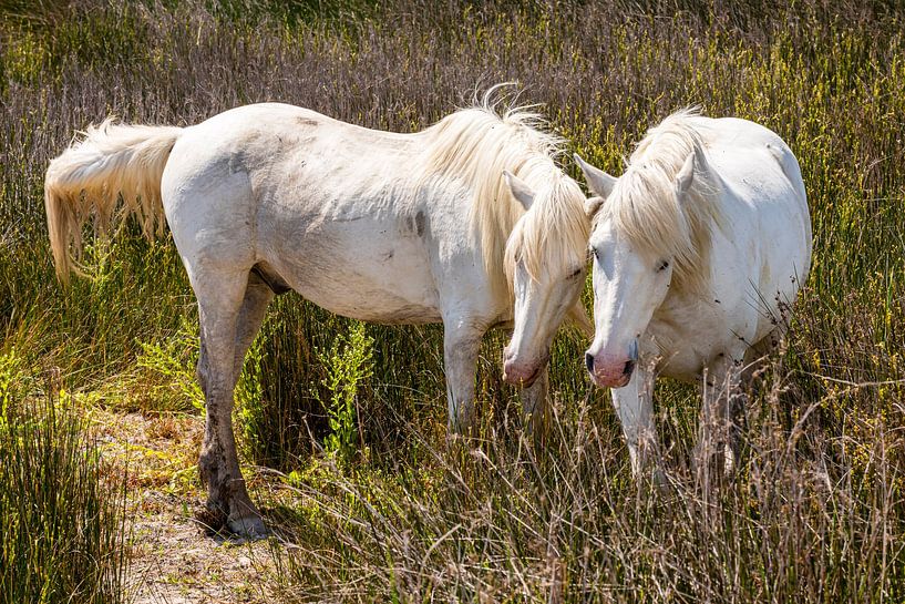 Chevaux de Camargue par Dieter Walther