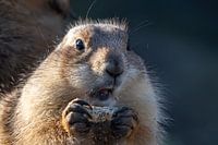 Der verwirrte Blick eines Präriehundes