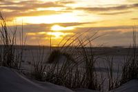 Marram grass on Dutch beach dune with sunset