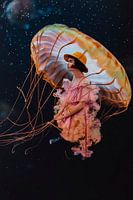 Mme Yelly te ramènera sain et sauf à la maison !