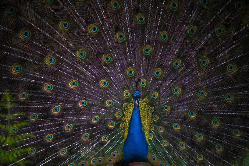 Anmutige Symmetrie von Beeldspraak