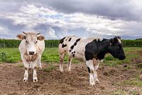 Pied cows in Gaasbeek, Pajottenland