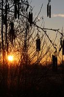 Lever du soleil en hiver