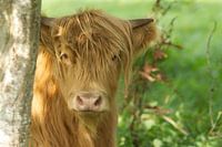 Schotse Hooglander Jaarling