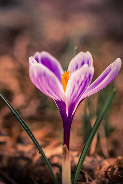 Rise and Shine von Vincent van den Hurk