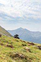 Vache dans les montagnes espagnoles (Picos de Europa)