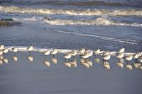 Strandvogels