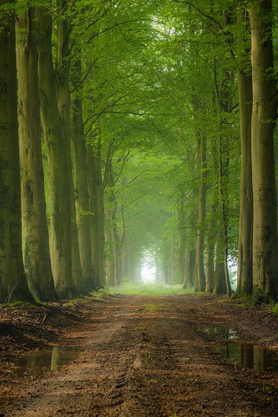 Boslaan par Eelke Brandsma