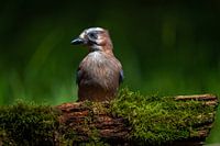 Eurasian Jay Up Close