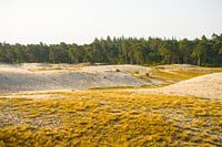 Morning in the Sahara (near Ommen)