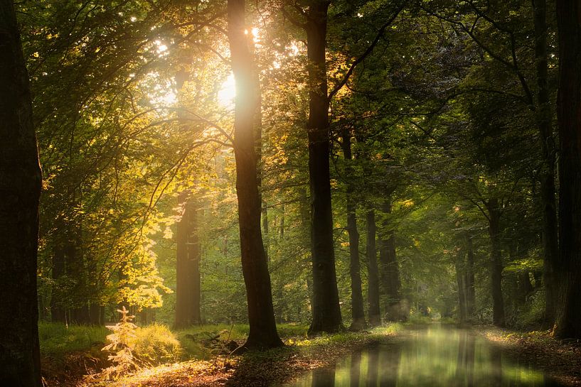 Tout est dans le jeu par Kees van Dongen