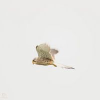 kestrel in flight