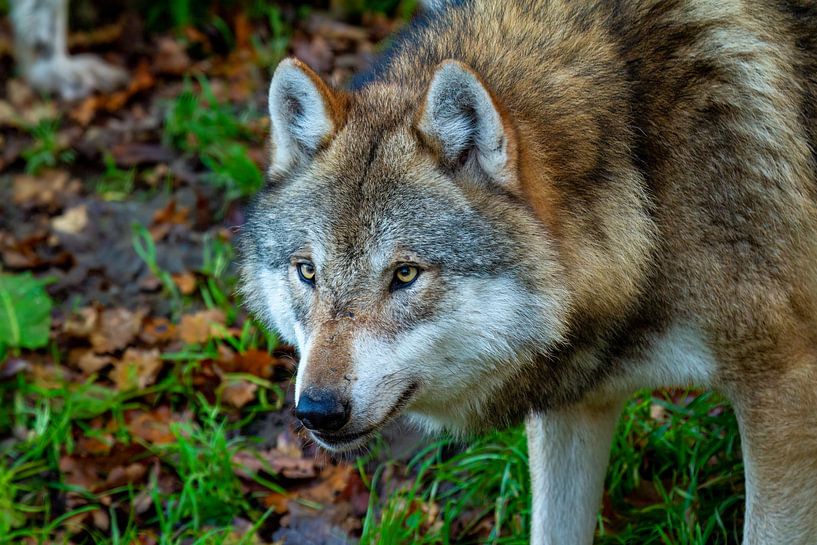 Der Wolf im Wald von Roland Brack