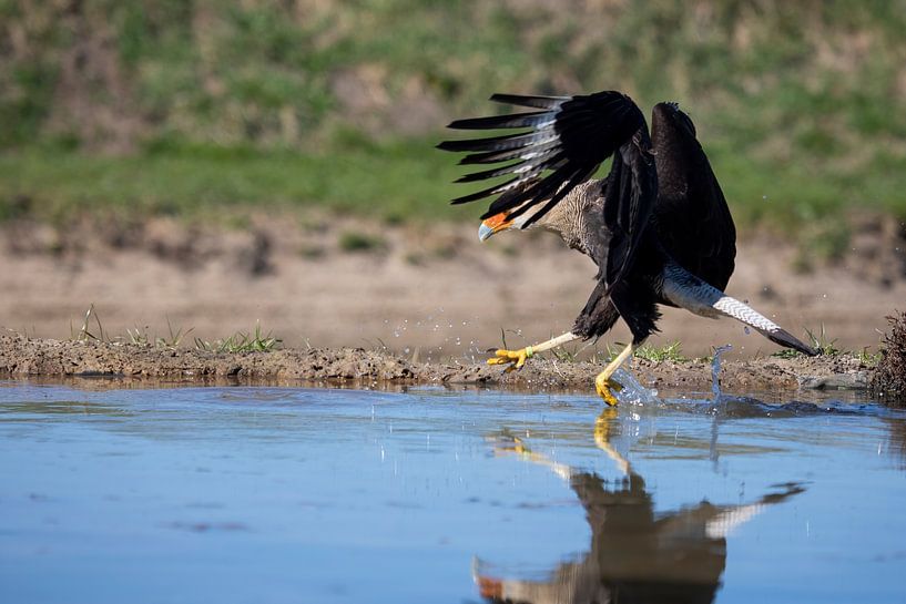 Tanzender Haubenkarakara im Wasser von Chantalla Photography