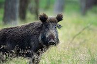 Wildschwein im langen Gras