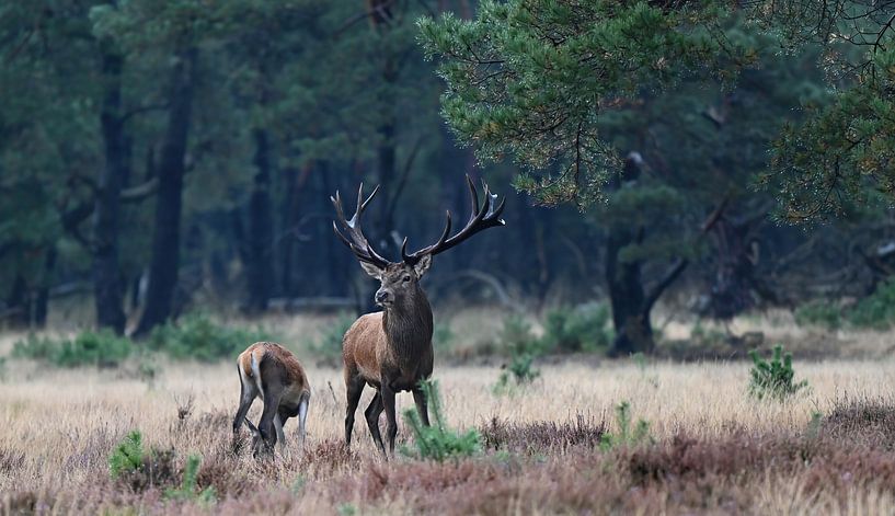 Girouette sur la vigie. par Albert Rap